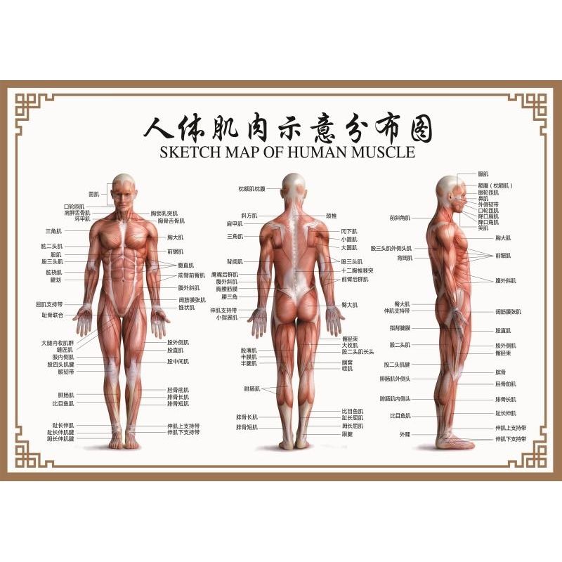 人体肌肉分布解剖图挂图内脏结构图全身器官经络穴位图骨骼示意图