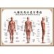 人体肌肉分布解剖图挂图内脏结构图全身器官经络穴位图骨骼示意图