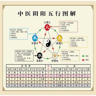 中医养生五行子午流注挂图 金木水火土五行图五脏六腑墙贴海报