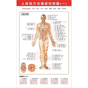 人体肌肉分布解剖图内脏结构图全身器官经络穴位图骨骼示意图挂图
