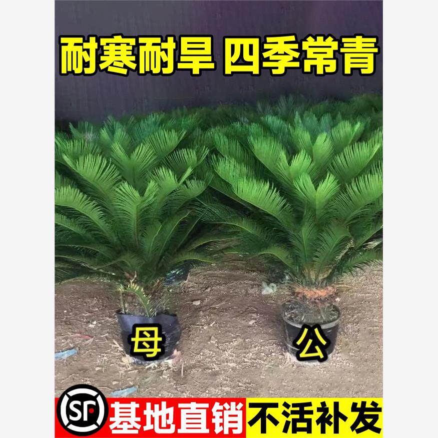 铁树盆栽树苗四季常青别墅耐寒旺宅客厅大型绿植盆景铁树公母一对
