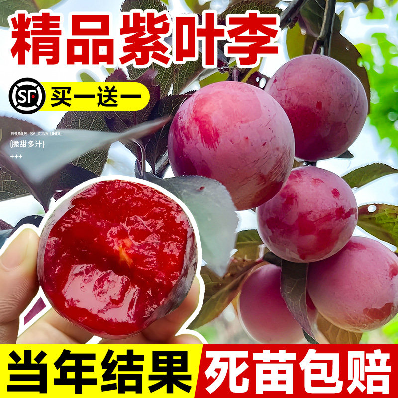 紫叶李子树苗红心新品种特大嫁接蜂糖李南方北方种植果树当年结果