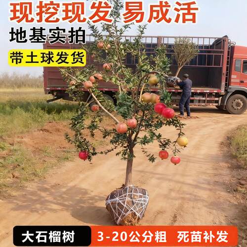 石榴树树苗特大突尼斯软