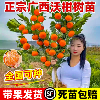 广西武鸣沃柑树苗正宗无