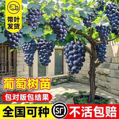 巨峰葡萄树苖特大老桩阳
