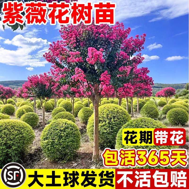 红花紫薇树苗庭院花卉植