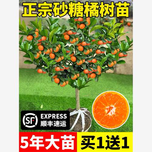 沙糖桔树苗地栽盆栽南方