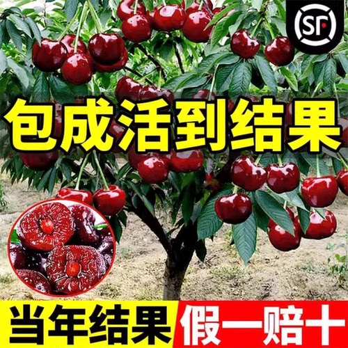 车厘子树苗正宗樱桃矮化
