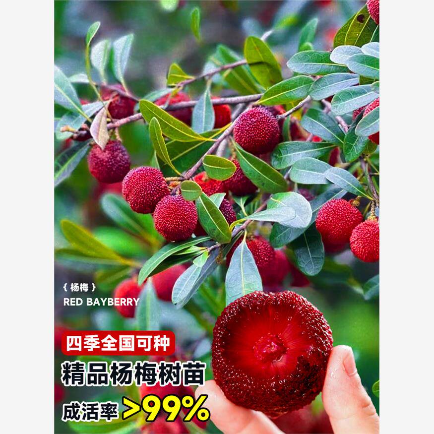 仙居东魁杨梅树树苗带土南方嫁接水晶果树果苗早熟大东槐当年结果
