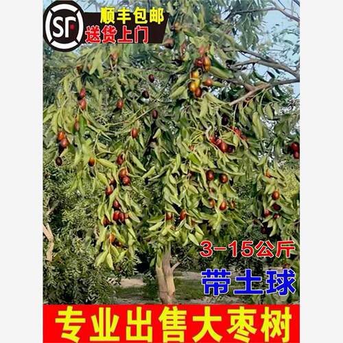 脆甜枣树活苗特大沾化冬
