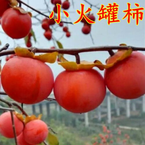 小火罐柿子树苗嫁接苗当