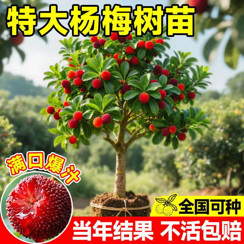 特大杨梅树苗东槐仙居东魁南方嫁接黑炭水果树果苗南方种植地栽苗
