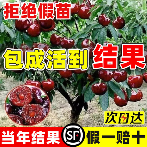 正宗车厘子树苗矮化嫁接