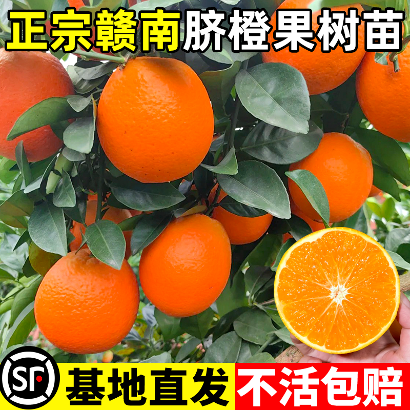 江西赣南脐橙苗嫁接纽荷尔脐橙苗血橙南方北方种植果树苗橙子树苗