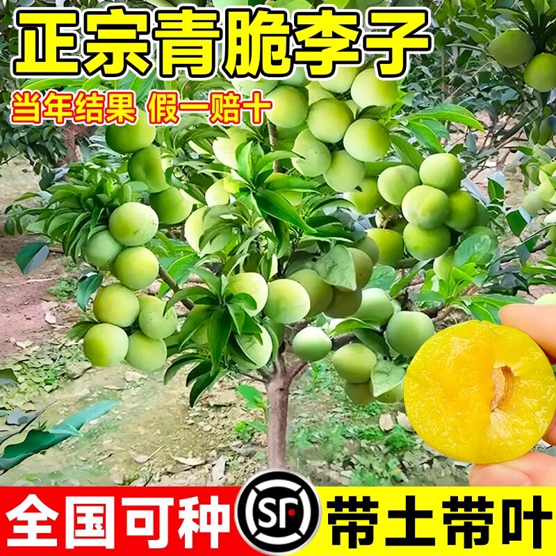 蜂糖李子树苗嫁接特大晚熟青脆李脱骨李南北方种庭院果树果苗盆栽