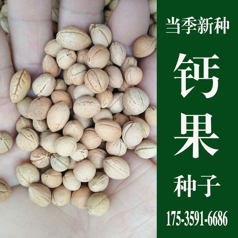 钙果种子 新钙果树种籽 华中钙果种子 欧李 农大 北方 钙果籽