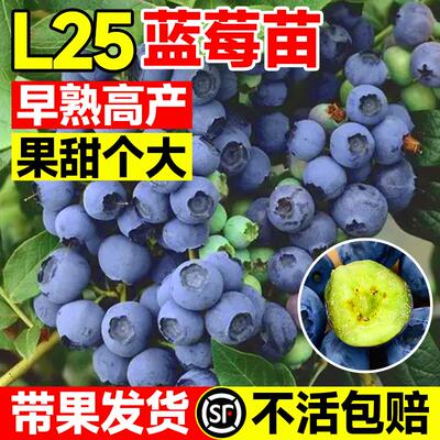 l25蓝莓苗果树盆栽带果优