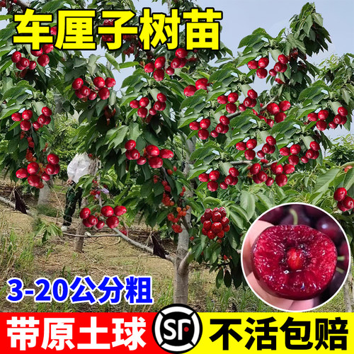 正宗车厘子树苗果南方北