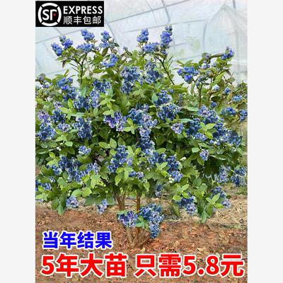 蓝莓苗盆栽树果苗北方南
