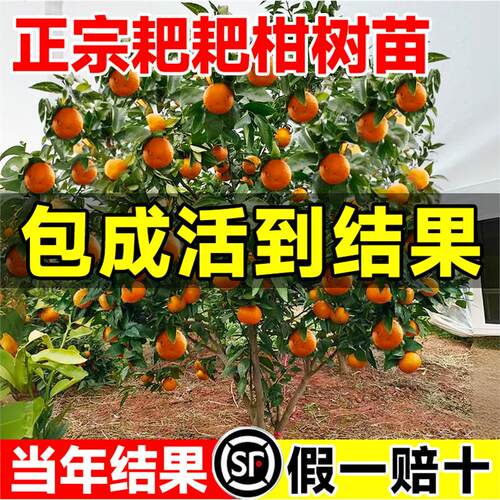 正宗四川春见耙耙柑树苗