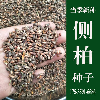 野生优质侧柏扁柏松柏树籽散装春季秋季播种绿化植物观叶林木种子