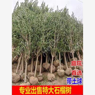 石榴树苗特大果树突尼斯