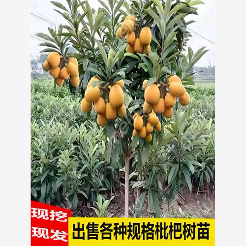 枇杷树果苗嫁接大五星白