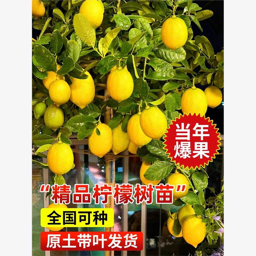 四季香水柠檬苗树苗带果图片