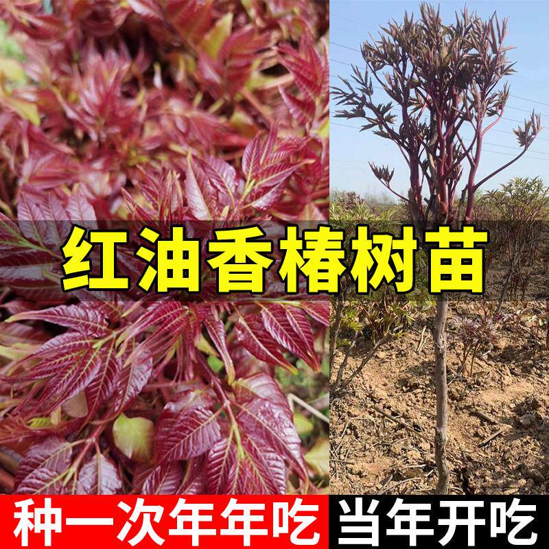香椿苗红油香椿树苗绿油香春树苗新鲜盆地栽食用香春芽树香椿树苖
