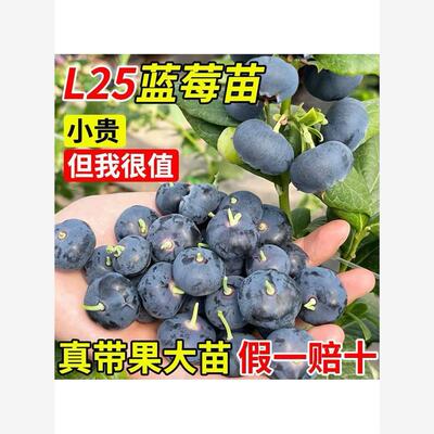 蓝莓树果苗特大号盆栽带