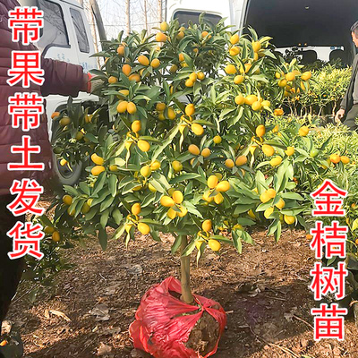 大果脆皮桔滑皮带果发金