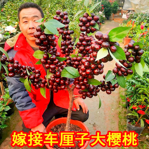 嫁接车厘子树苗樱桃树特