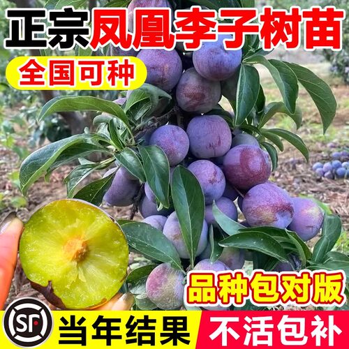正宗凤凰李子树苗果盆栽