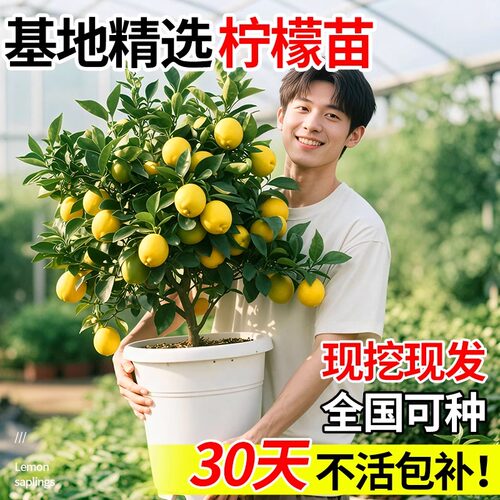 香水柠檬树盆栽带果老桩