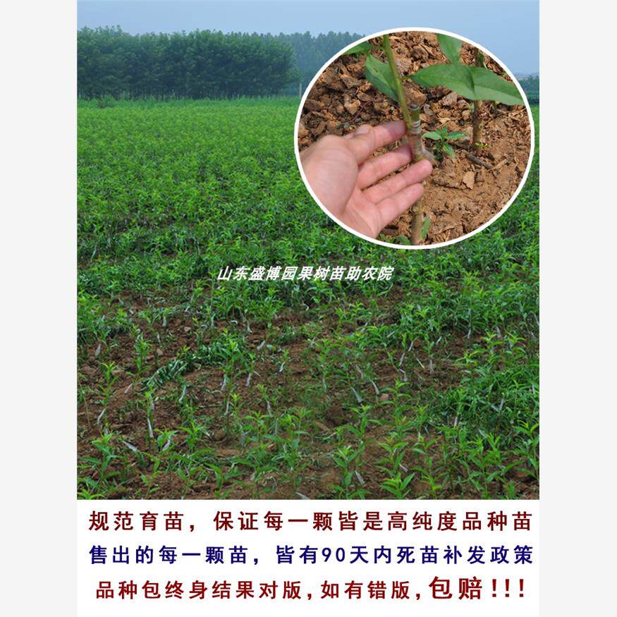 嫁接阳山水蜜桃树苗甜鹰嘴桃苗晚湖景蜜露桃苗北南方种植当年结果