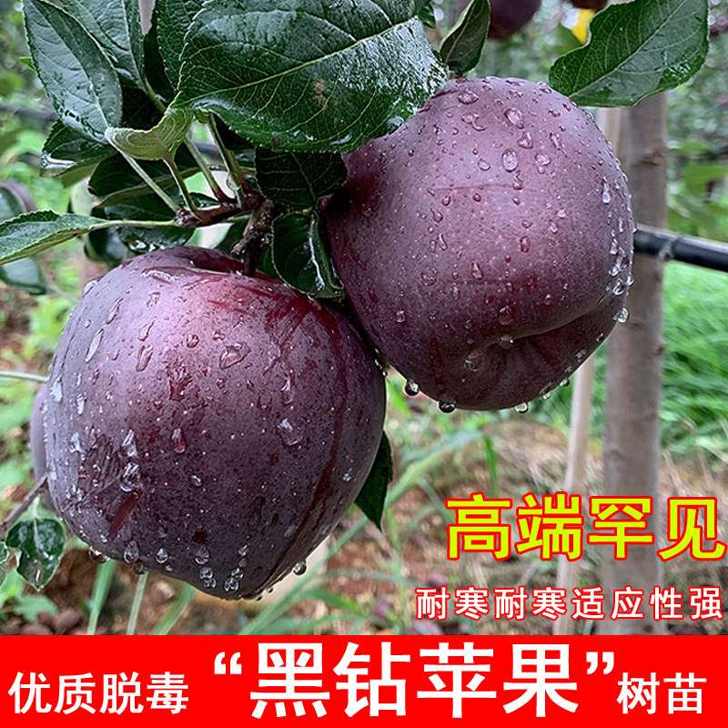 黑钻苹果树苗嫁接黑卡耐