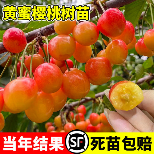 黄蜜大樱桃树苗南北方庭
