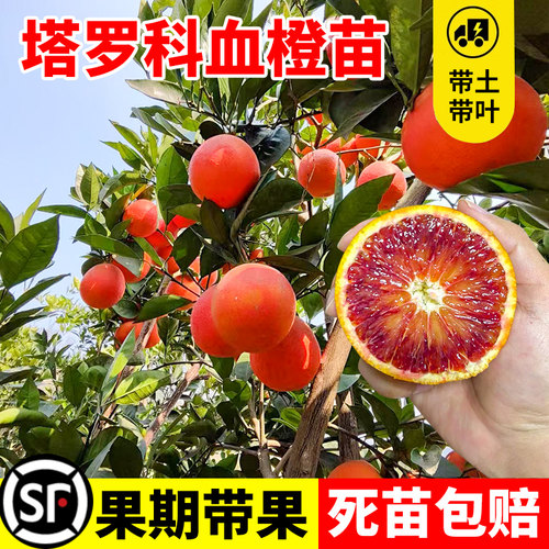 塔罗科血橙苗嫁接树柑橘