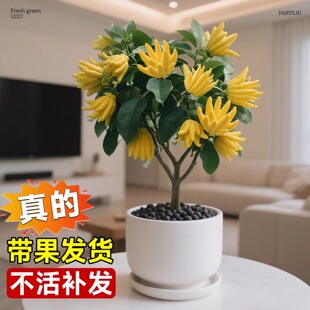 佛手树盆栽带果金华佛手柑树苗可食用室内外阳台庭院四季花卉绿植