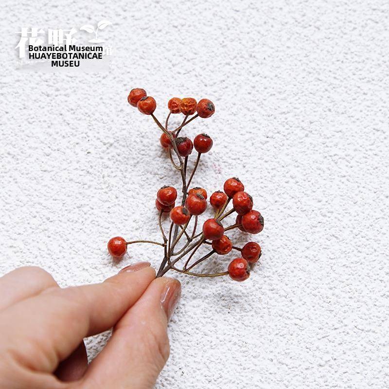 花叶天然迷你玫瑰干果干果玫瑰果插花干花DIY材料包家居装饰