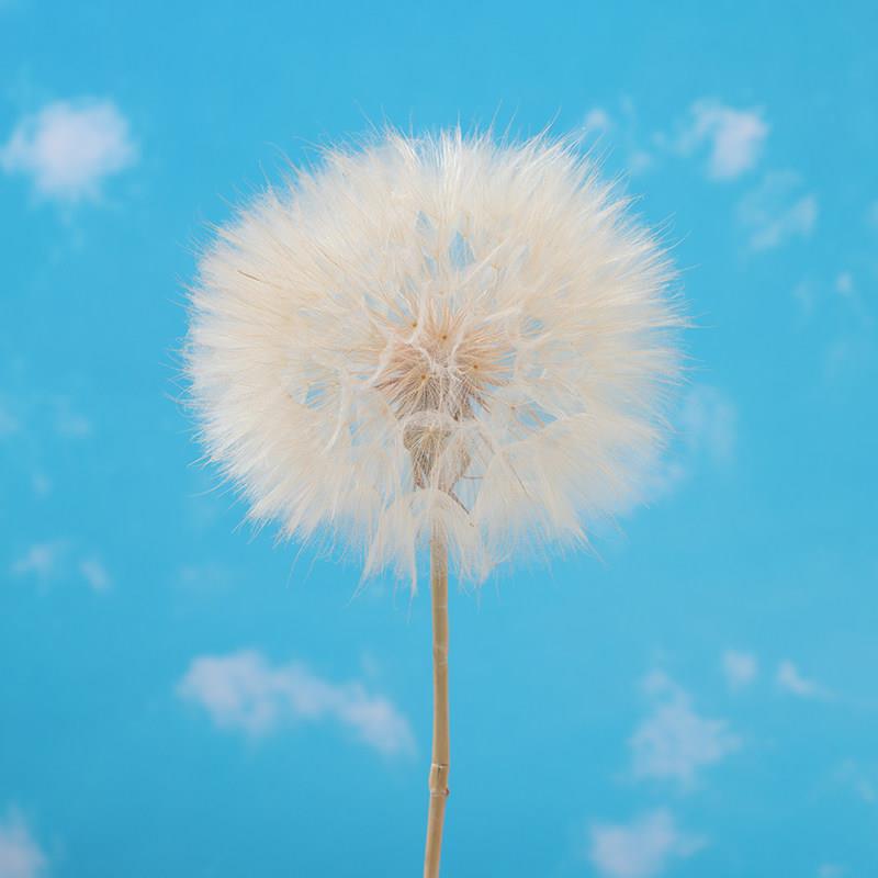 永生干燥花蒲公英生日礼物送女生女朋友摄影道具造景布置毕业季礼