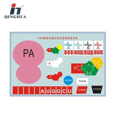 青华DNA复制与蛋白质合成磁性演示器直销生物教学演示模型