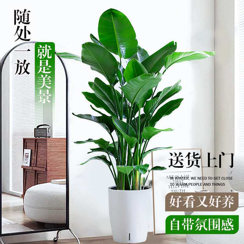 天堂鸟绿植盆栽室内大型真树客厅大叶植物办公室鹤望兰去甲醛花卉