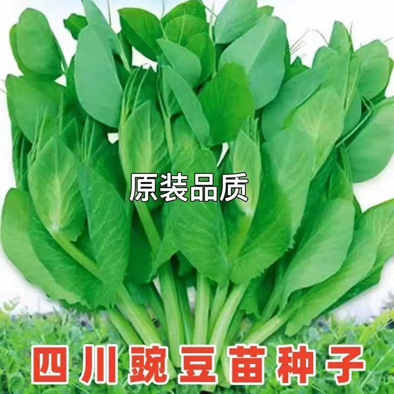(专吃豌豆尖)胖豌豆苗种子特大豆尖水培豆芽大碗豆尖芽菜种子四季