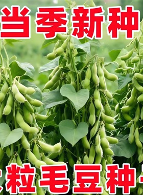新品矮杆极早熟毛豆种子30天高产青豆菜种子日本青特早王菜豆薄皮
