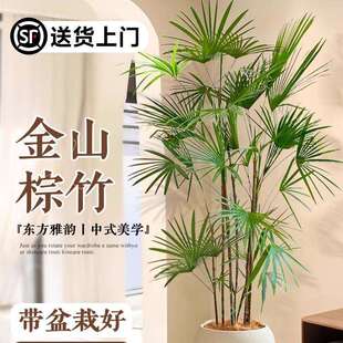 大型植物金山棕竹细叶客厅绿植竹子盆栽办公室内落地大号四季好养