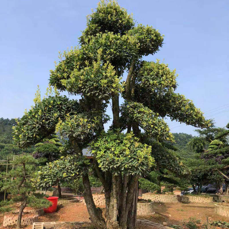 苗圃直销常绿造型椤木石楠椤木石楠风景树绿化工程乔木