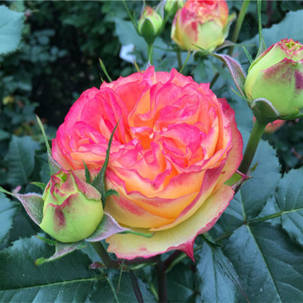 新品灌木德国稀有 橙色绒球 月季花苗切花玫瑰丰花耐热花开不断