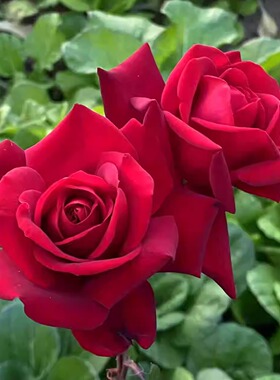 新品 英格丽褒曼 月季花苗大花灌木浓香切花玫瑰 庭院阳台盆栽