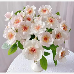 杰奎琳杜普蕾月季 节开花 灌木浓香丰花抗病多季